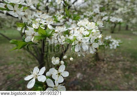 Many White Flowers Of Sour Cherry Tree In Mid April