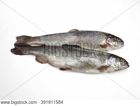Fresh Rainbow Trout Salmo Gairdneri Against White Background