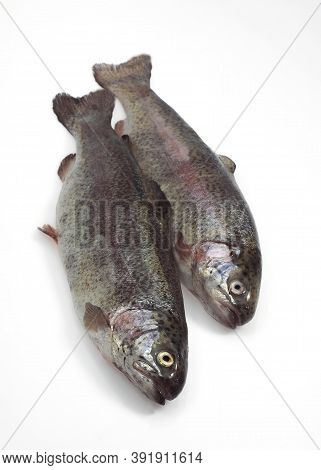 Fresh Rainbow Trout Salmo Gairdneri Against White Background
