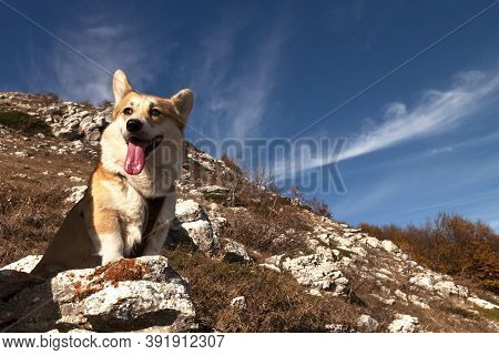 One Pembroke Welsh Corgi Looks At The Camera From The Mountain While Hiking In The Mountains