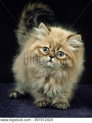 Colorpoint Seal Point Persian Cat, Kitten On Black Background