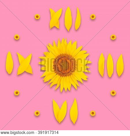 Sunflower Clock Dial On Pink Background, Isolate, Numbers 3, 6, 9, 12 Are Laid Out From Sunflower Pe