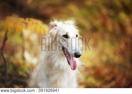 Beautiful Russian Borzoi Dog In The Forest In Fall. Close-up Of Gorgeous And Elegant Dog Breed Russi