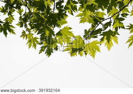 Green Color Plane Tree Leaves Isolated On White Background. Platanus Orientalis, Old World Sycamore,