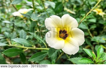 Turnera ulmifolia is a species of flowering plant of the genus eight o\'clock flower (Turnera). This plant comes from Mexico and the East Indies