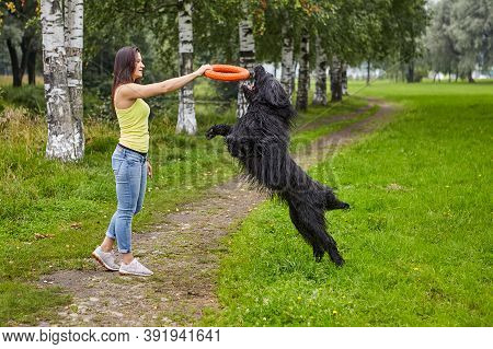 Briard And Owner Are Walking And Playing On Open Air.