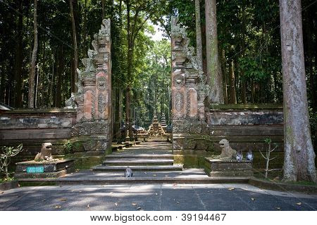 Monkey forest in Bali island (Sangeh)