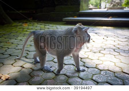 monkey at monkey forest
