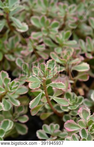 Stonecrop Tricolor - Latin Name - Sedum Spurium (phedimus Spurius) Tricolor