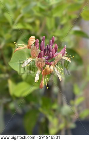 Honeysuckle Dropmore Scarlet Flower Buds - Latin Name - Lonicera X Brownii Dropmore Scarlet