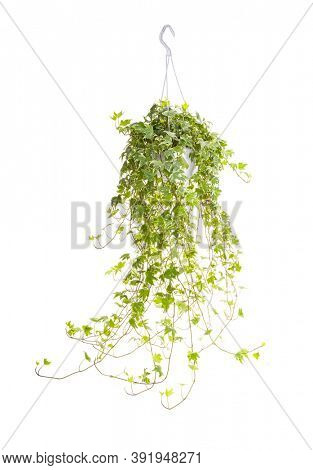 ivy isolated on a white background.