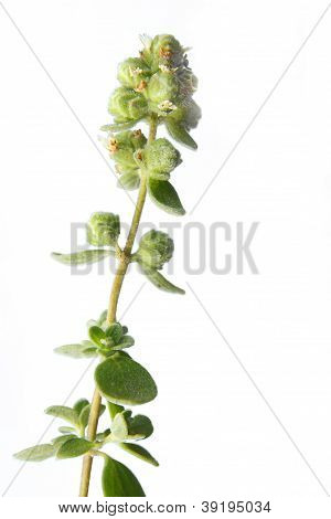 茉 (Orignaum majorana)