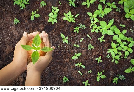 Top View Of Child Hands Holding Young Plant For Planting On Flower Bed Or Vegetable Plot In Gardenin