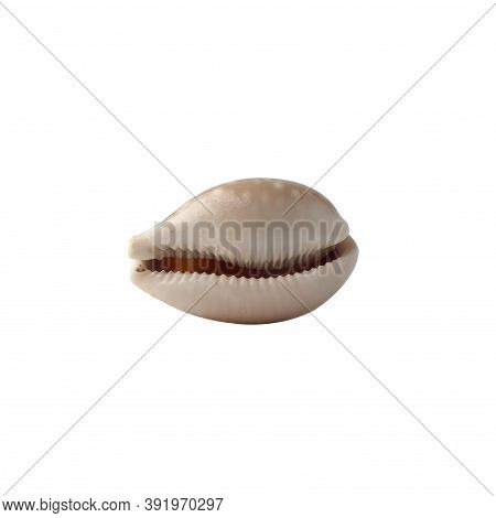 Seashell Isolated On White Background Side View.
