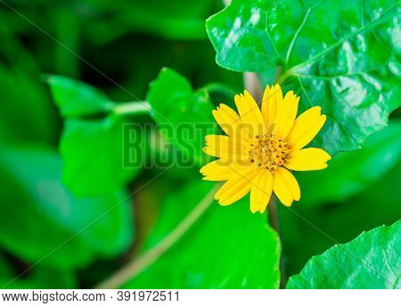 Yellow Flower Name Jacobaea Vulgaris Or Senecio Jacobaea, Tropical Flower On Blurred Green Nature An