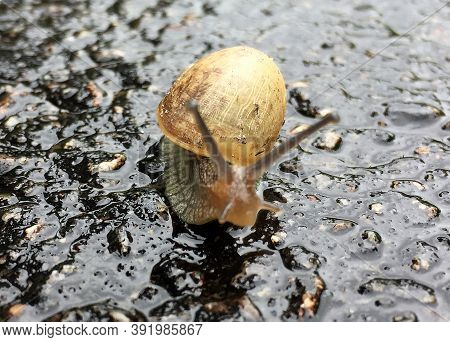 Small Garden Snail In Shell Crawling On Wet Road, Slug Hurry Home. Snail Slug Consist Of Edible Tast