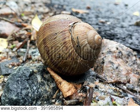 Small Garden Snail In Shell Crawling On Wet Road, Slug Hurry Home. Snail Slug Consist Of Edible Tast
