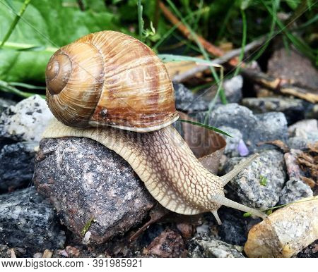 Small Garden Snail In Shell Crawling On Wet Road, Slug Hurry Home. Snail Slug Consist Of Edible Tast