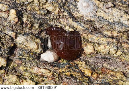 Beadlet Anemone On Rock At Low Tide In Brittany