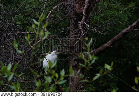 Cattle Egret Perched On A Tree Branch