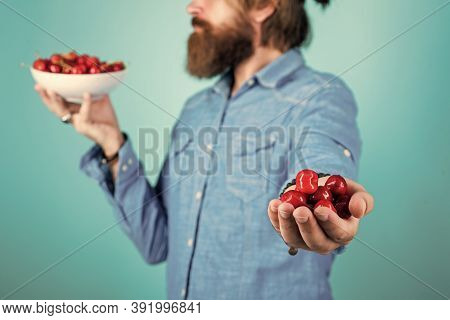 Seasonal Cherry Harvest In Industrial Orchard. Full Pot Of Cherries. Man Holding Ripe Sweet Cherries