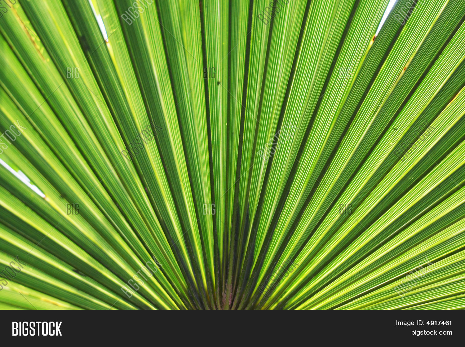 Palm Tree Frond Image & Photo (Free Trial) Bigstock