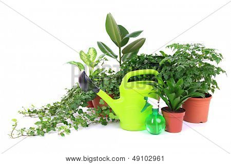 Schöne Blumen in Töpfen, isolated on white
