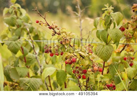 A raspberry bush