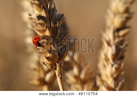 Resting Ladybird