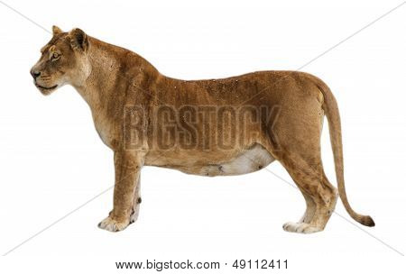 lion