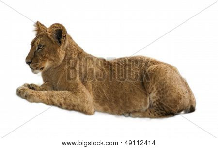 Lion Cub
