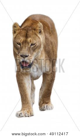 lion