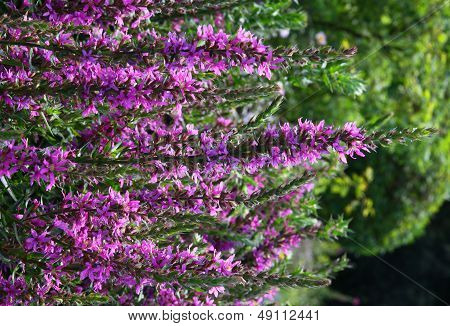 purple loosestrife flowers