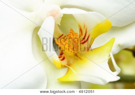 노란과 백색 난초