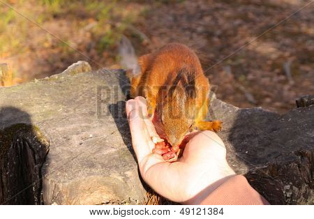 Squirrel With Nuts And Summer Forest On Background Wild Nature Thematic (sciurus Vulgaris, Rodent)