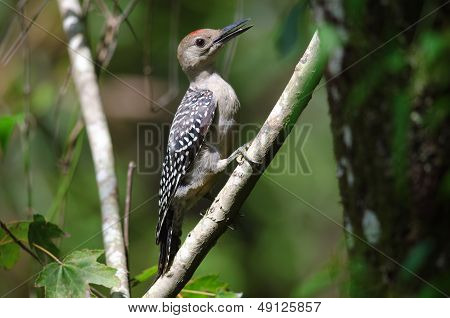 Red-bellied Woodpecker