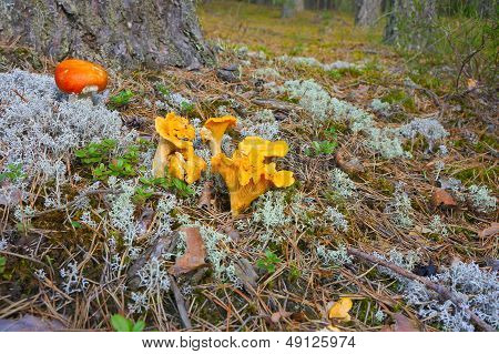 Chanterelle Mushrooms In The Forest