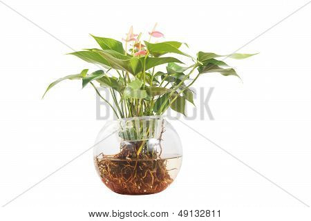 Potted