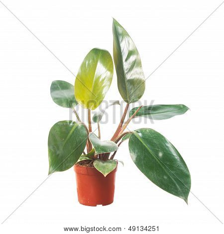 Potted