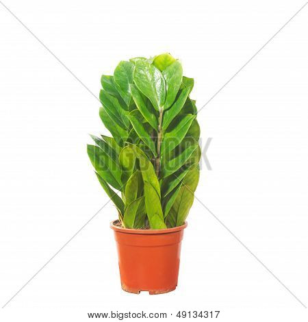 Potted