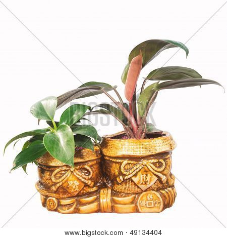 Potted