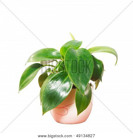 Potted