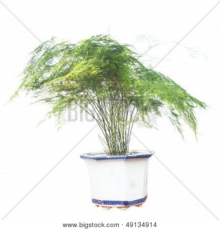 Potted