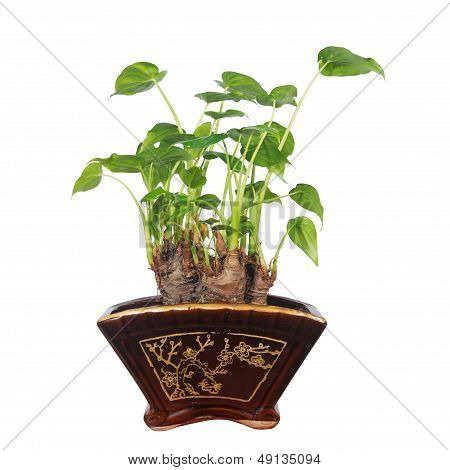 Potted
