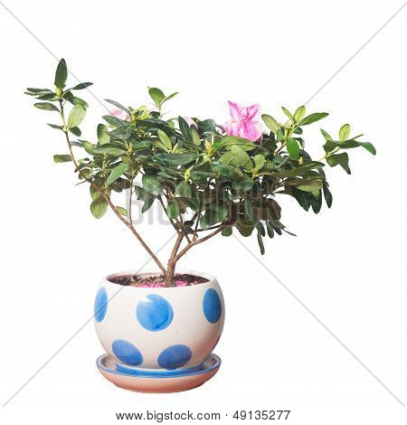 Potted