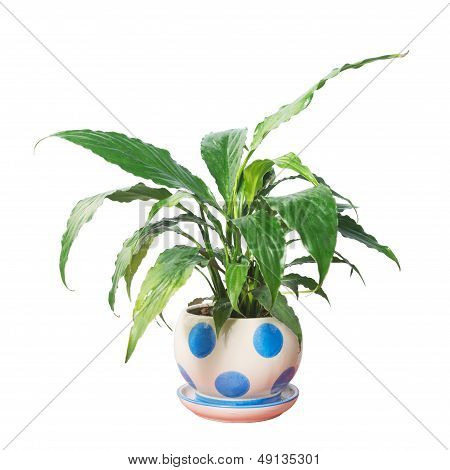 Potted