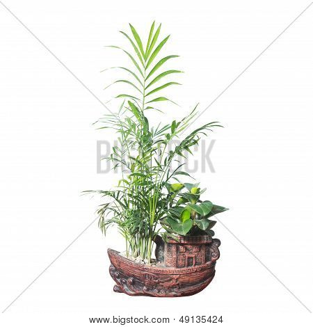 Potted