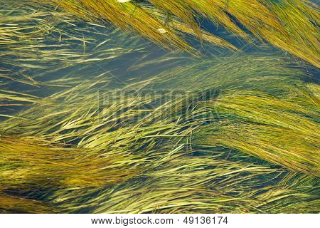 Alghe nel fiume