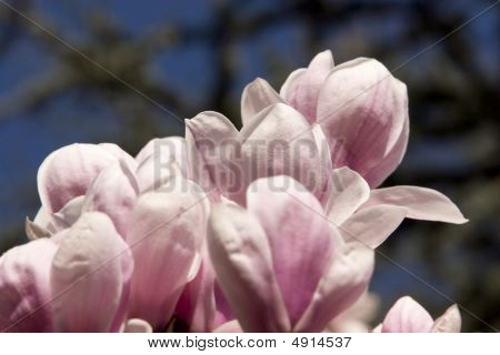 Magnolia Blossoms
