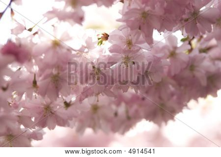 Cherry Blossoms